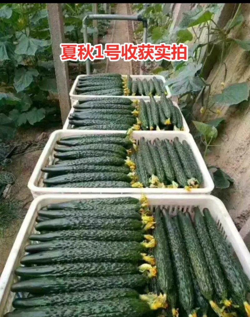 黄瓜种子油亮型强雌密刺抗病高产青瓜种子黄瓜种孑