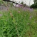 基地直销马鞭草自家苗圃批发柳叶马鞭草桑托斯马鞭草