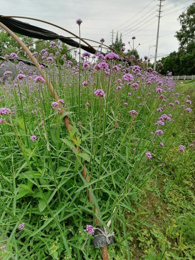 基地直销马鞭草自家苗圃批发柳叶马鞭草桑托斯马鞭草