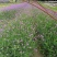 基地直销马鞭草自家苗圃批发柳叶马鞭草桑托斯马鞭草