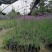 基地直销马鞭草自家苗圃批发柳叶马鞭草桑托斯马鞭草