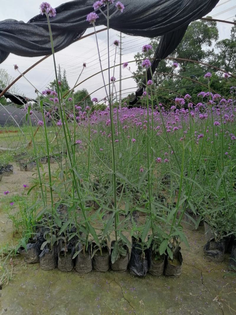 基地直销马鞭草自家苗圃批发柳叶马鞭草桑托斯马鞭草
