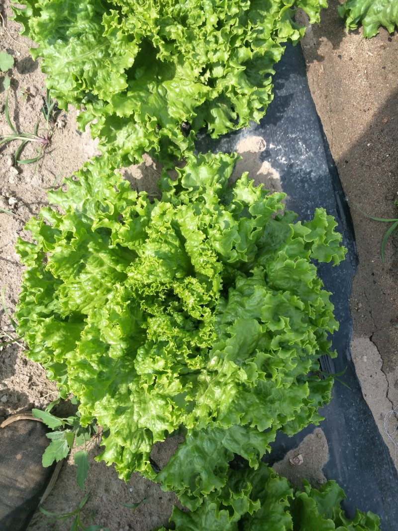 散叶生菜上市中