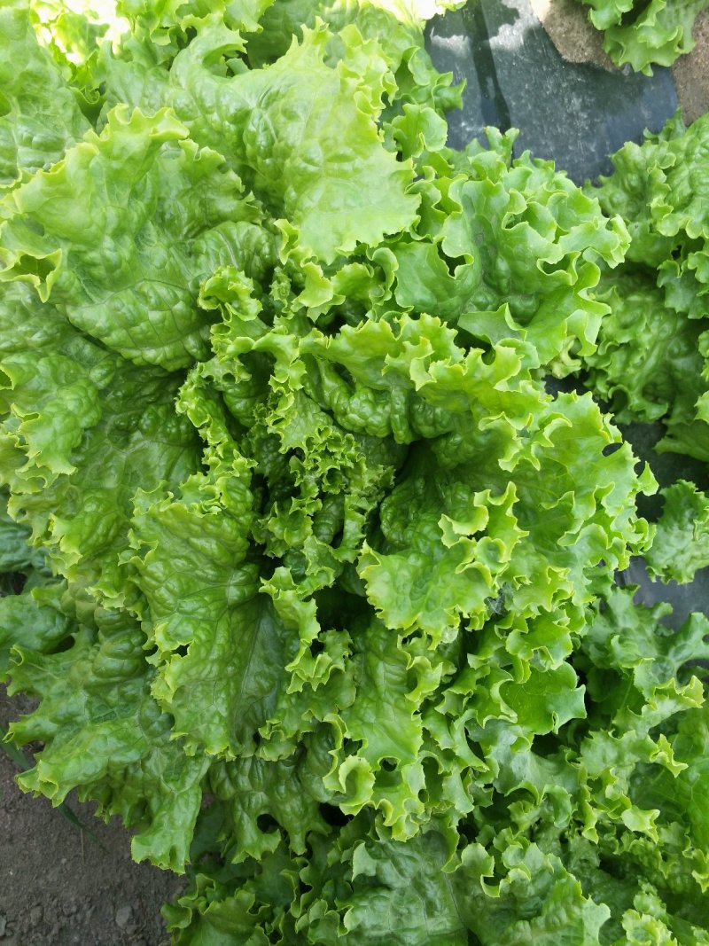 散叶生菜上市中