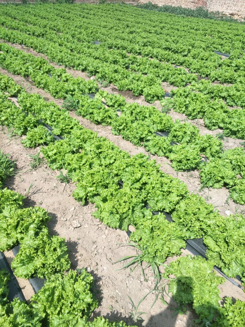 散叶生菜上市中