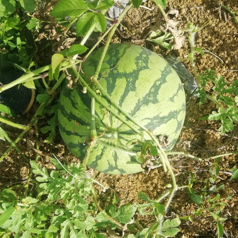 麒麟瓜，花瓜，黑美人！
