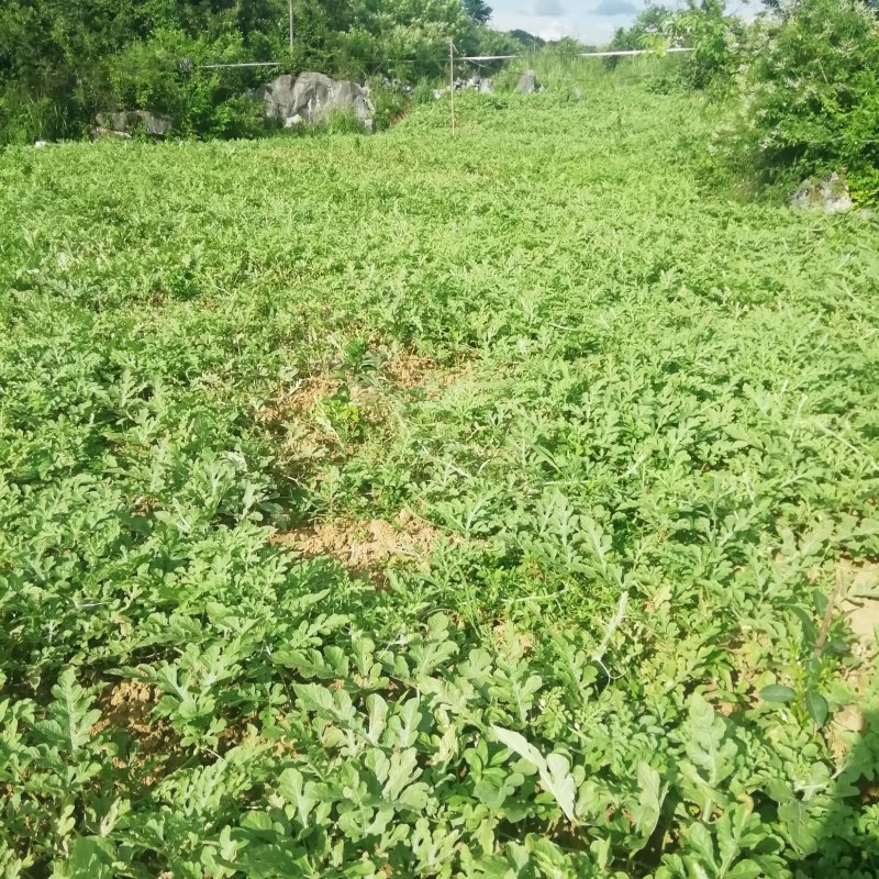 麒麟瓜，花瓜，黑美人！