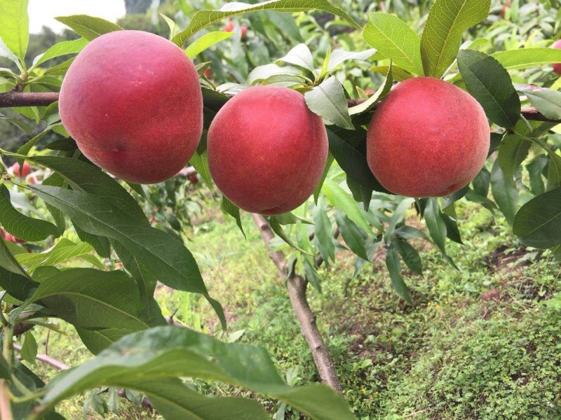 黄桃