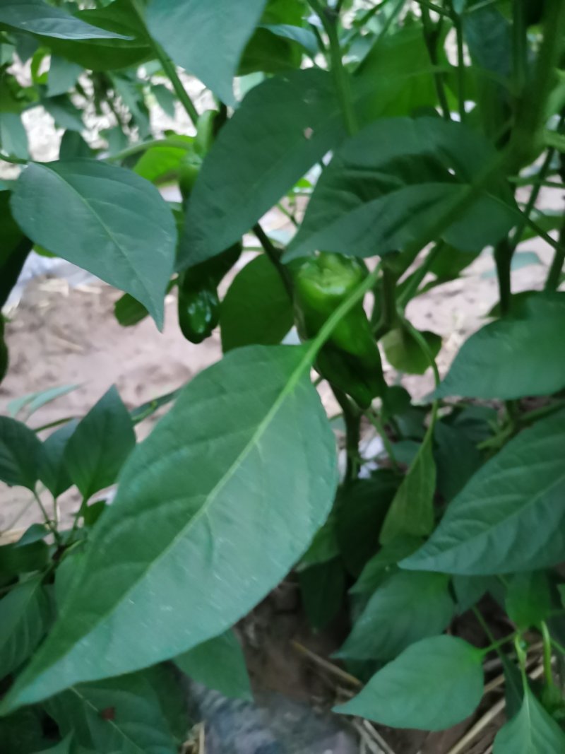 牛角椒