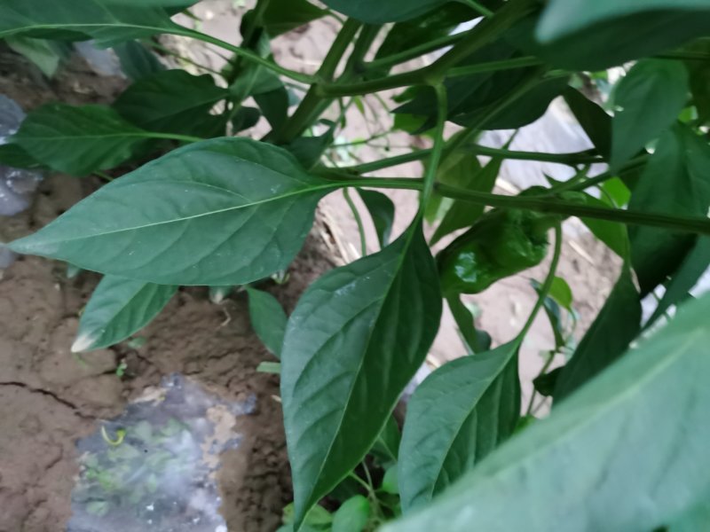 牛角椒