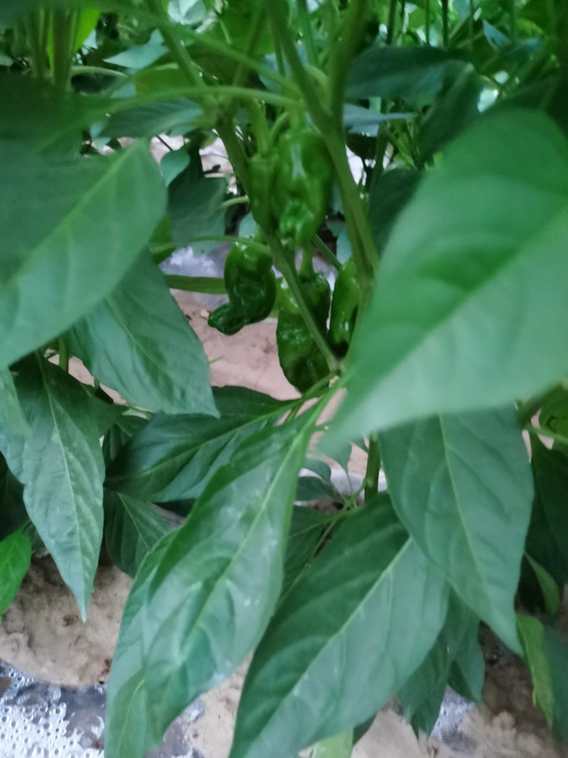 牛角椒