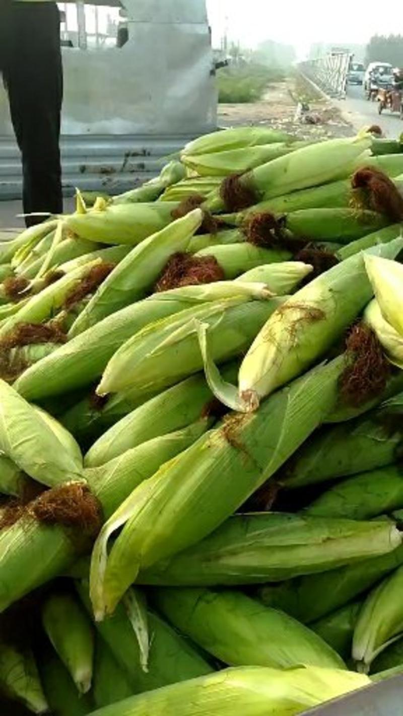 新鲜的黄玉米上市了，欢迎各地客商前来考查采购，
