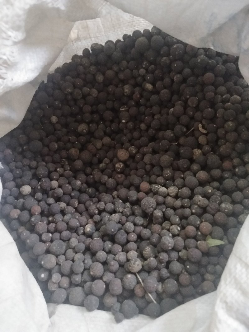广西柳州象州地区种植果沙糖桔落地小果药材用