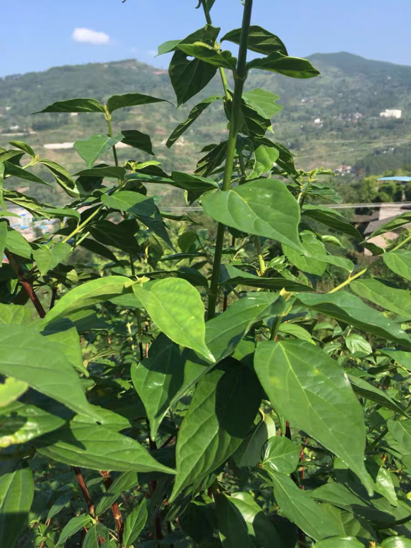 观音豆腐叶