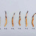 藏区冬虫夏草2021年新鲜虫草0.3-1.4g高海拔虫草