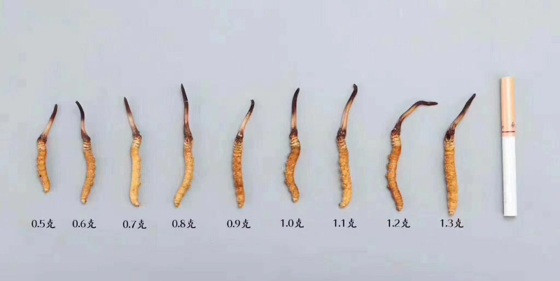 藏区冬虫夏草2021年新鲜虫草0.3-1.4g高海拔虫草