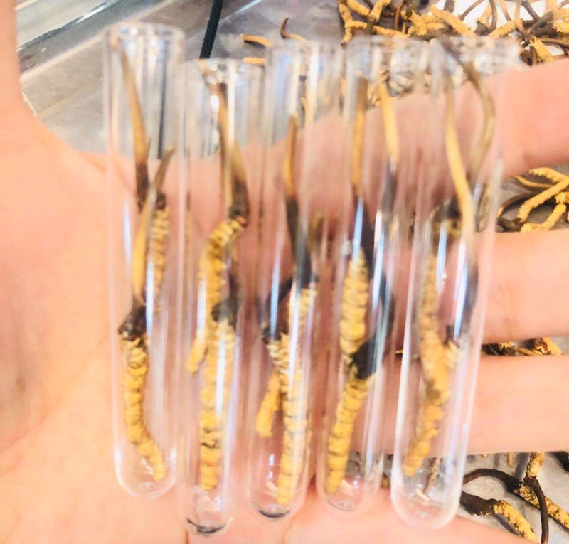 藏区冬虫夏草2021年新鲜虫草0.3-1.4g高海拔虫草