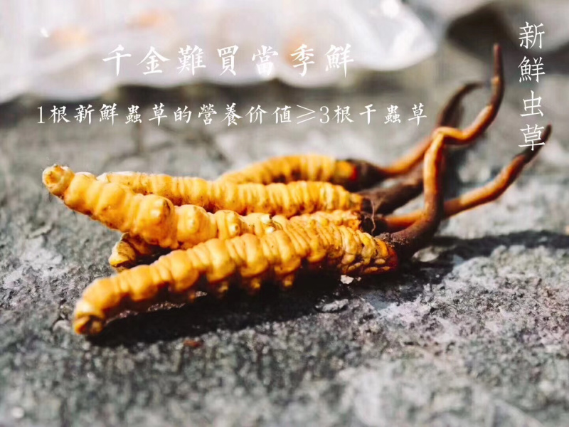 藏区冬虫夏草2021年新鲜虫草0.3-1.4g高海拔虫草