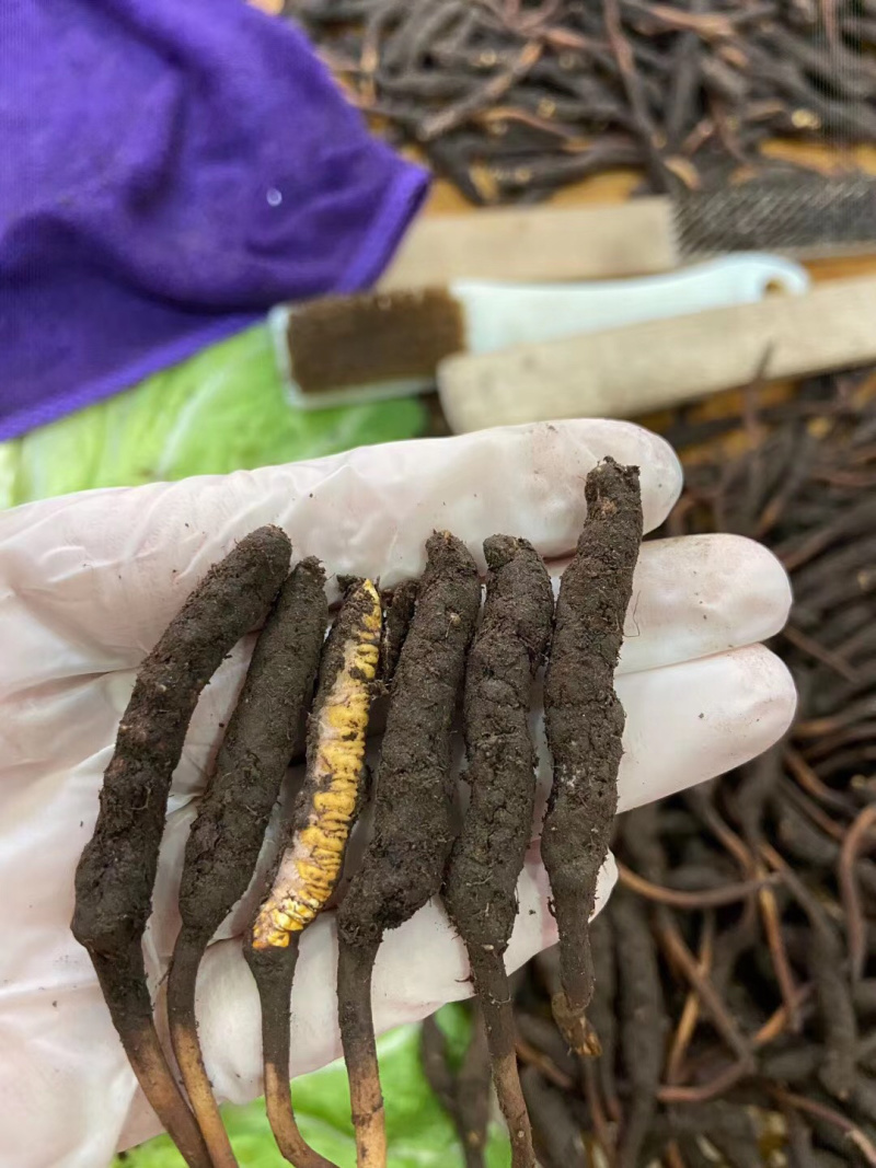 藏区冬虫夏草2021年新鲜虫草0.3-1.4g高海拔虫草