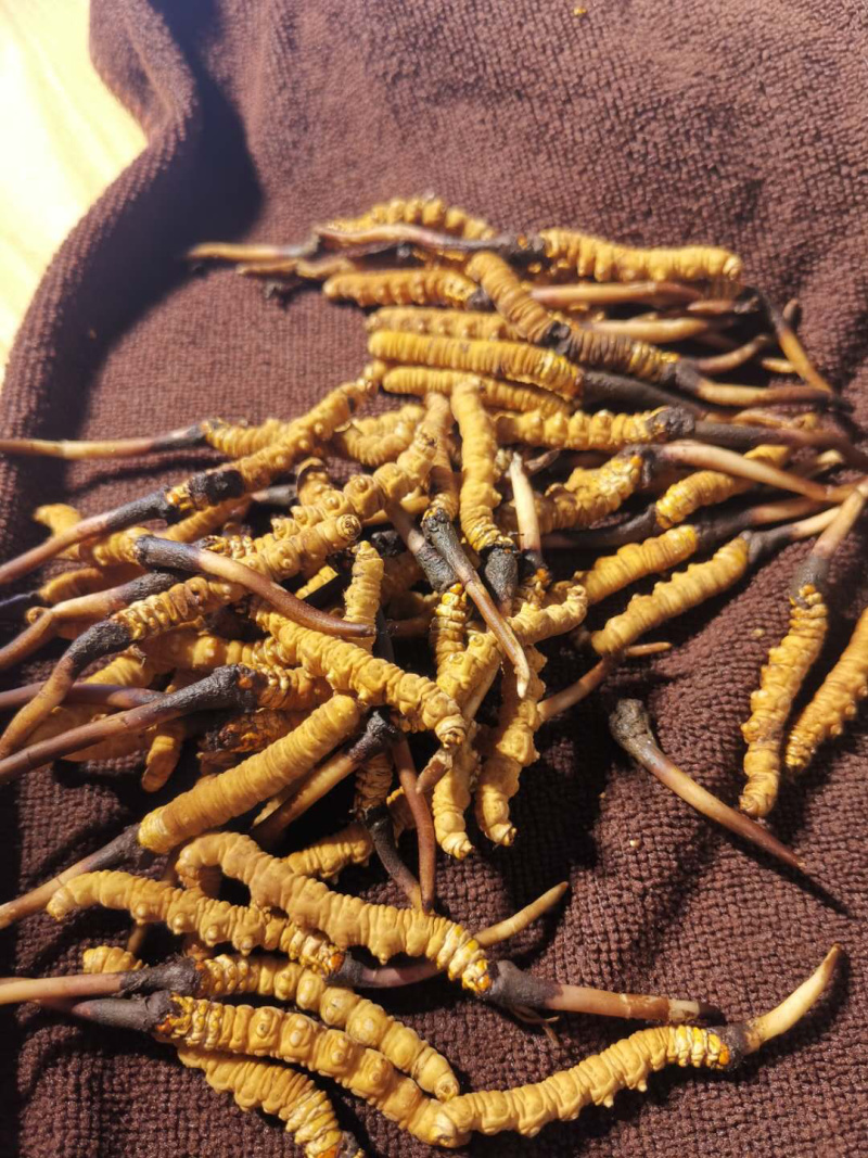 藏区冬虫夏草2021年新鲜虫草0.3-1.4g高海拔虫草