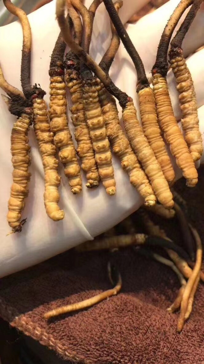 藏区冬虫夏草2021年新鲜虫草0.3-1.4g高海拔虫草