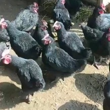 黑母，清远麻母，灵山麻母，大量有货