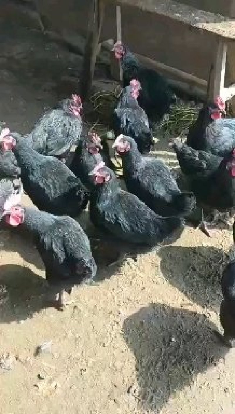 黑母，清远麻母，灵山麻母，大量有货