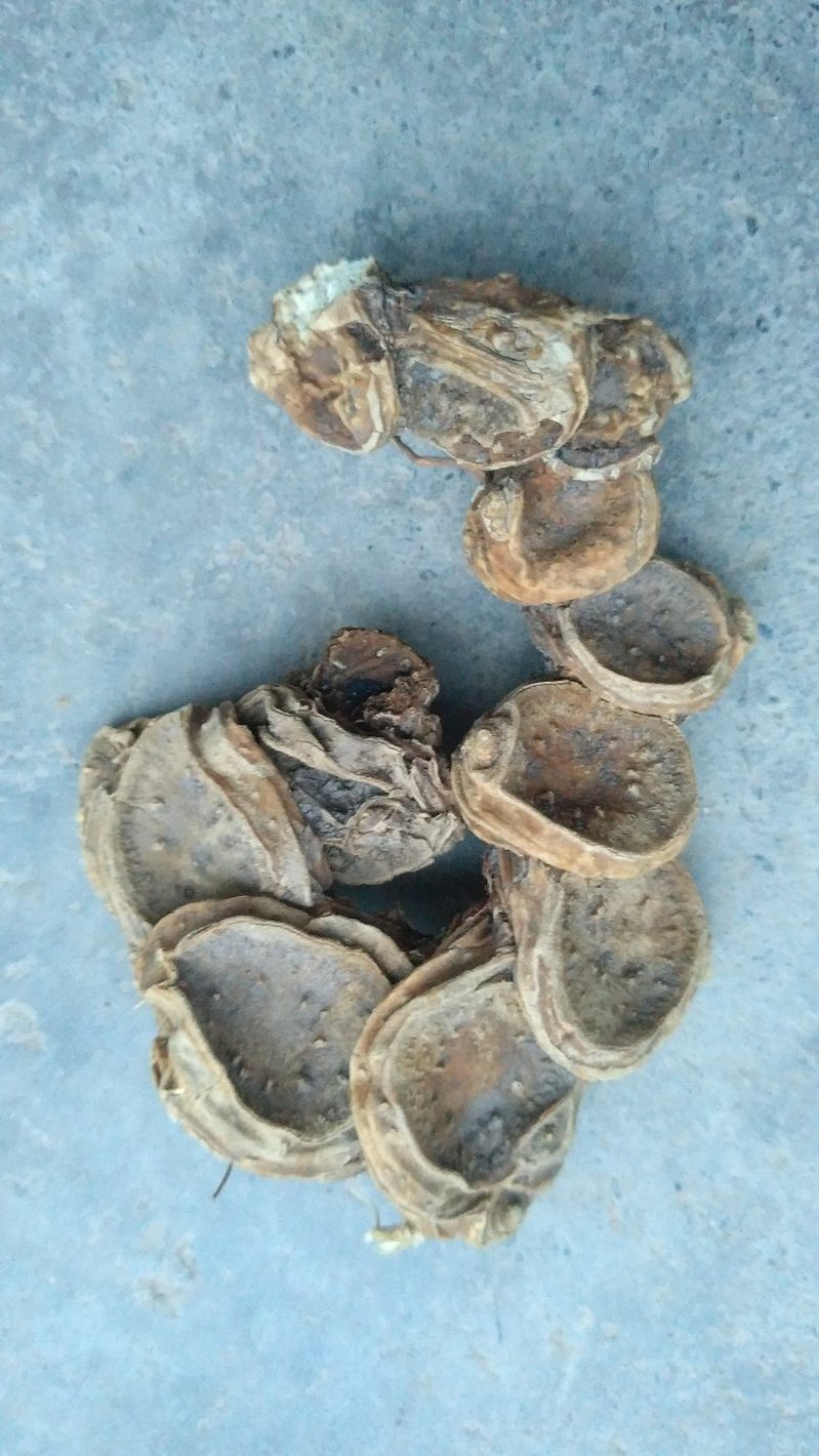 野生八角莲，去须根，水洗货足干，数量有限