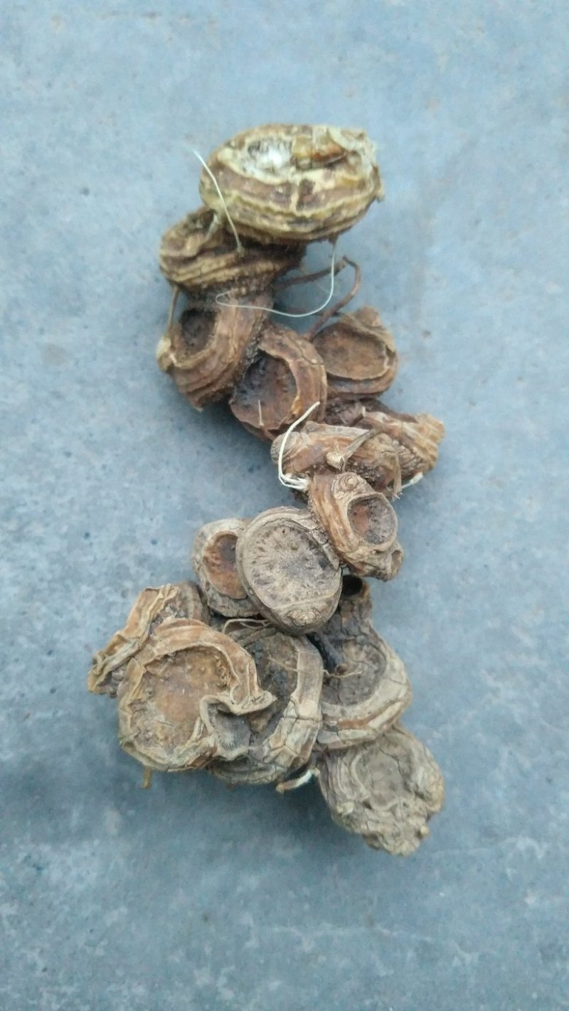 野生八角莲，去须根，水洗货足干，数量有限