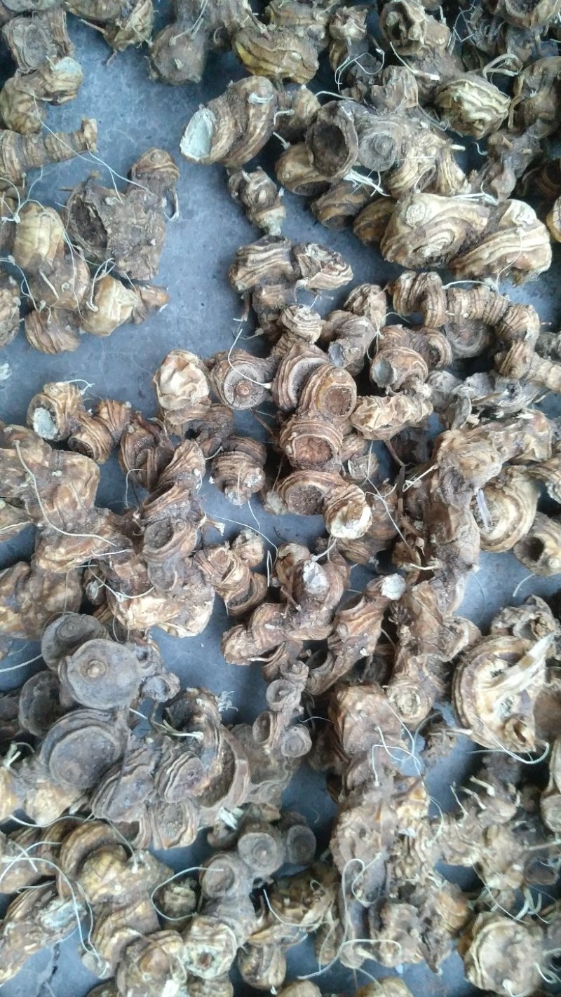 野生八角莲，去须根，水洗货足干，数量有限