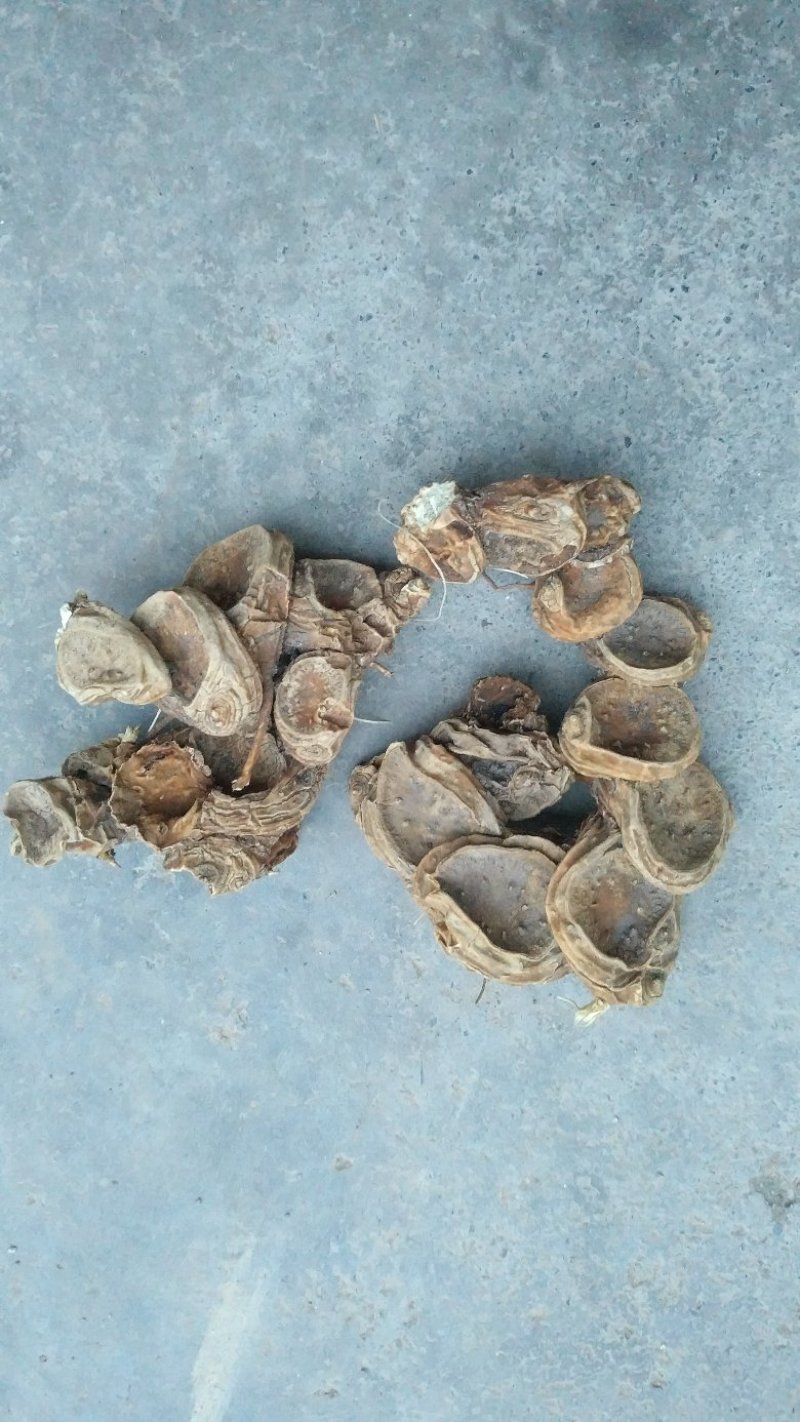 野生八角莲，去须根，水洗货足干，数量有限