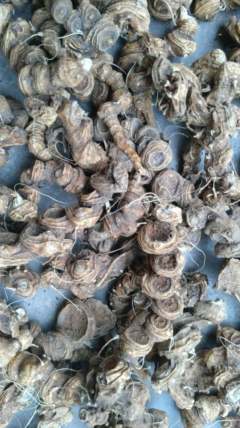 野生八角莲，去须根，水洗货足干，数量有限
