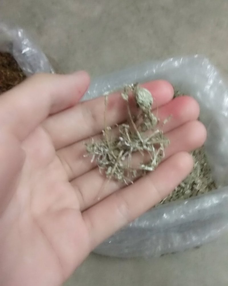 野生藤茶