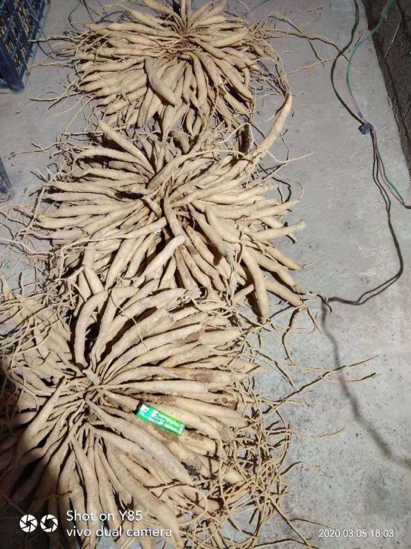 广西红花百部种子，品种纯正，不掺杂，种子饱满，发芽好，