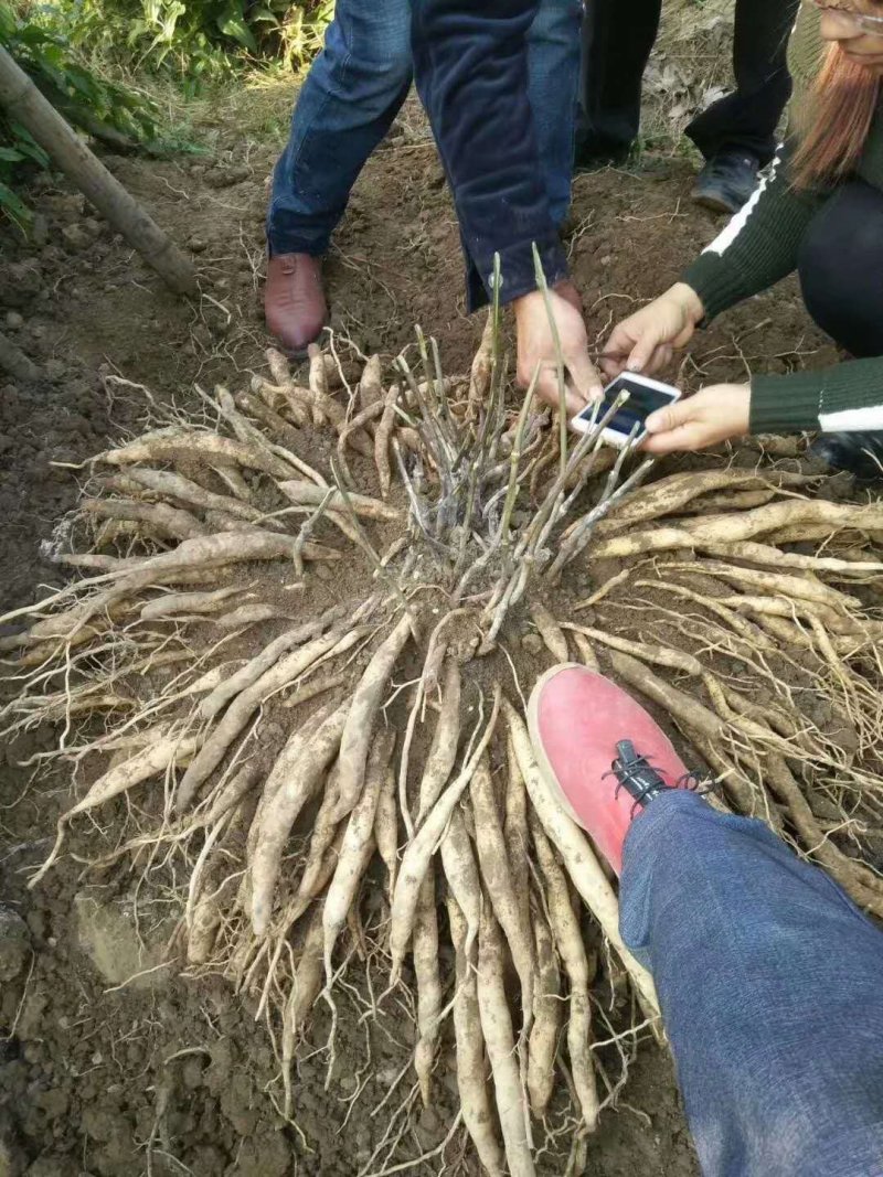 广西红花百部种子，品种纯正，不掺杂，种子饱满，发芽好，
