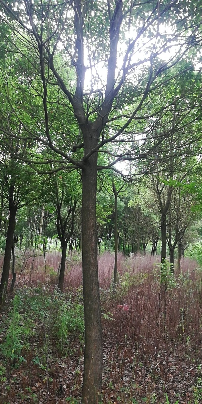 香樟