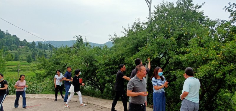 渠县万寿镇曹家村赵家山清脆李