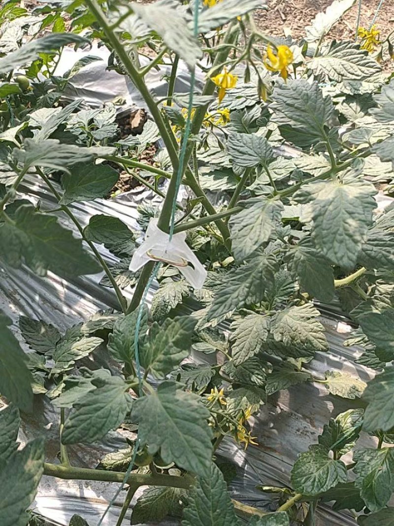 绑秧夹吊秧夹扶蔓夹蔬菜夹子塑料夹子加厚无味抗氧化大棚夹子