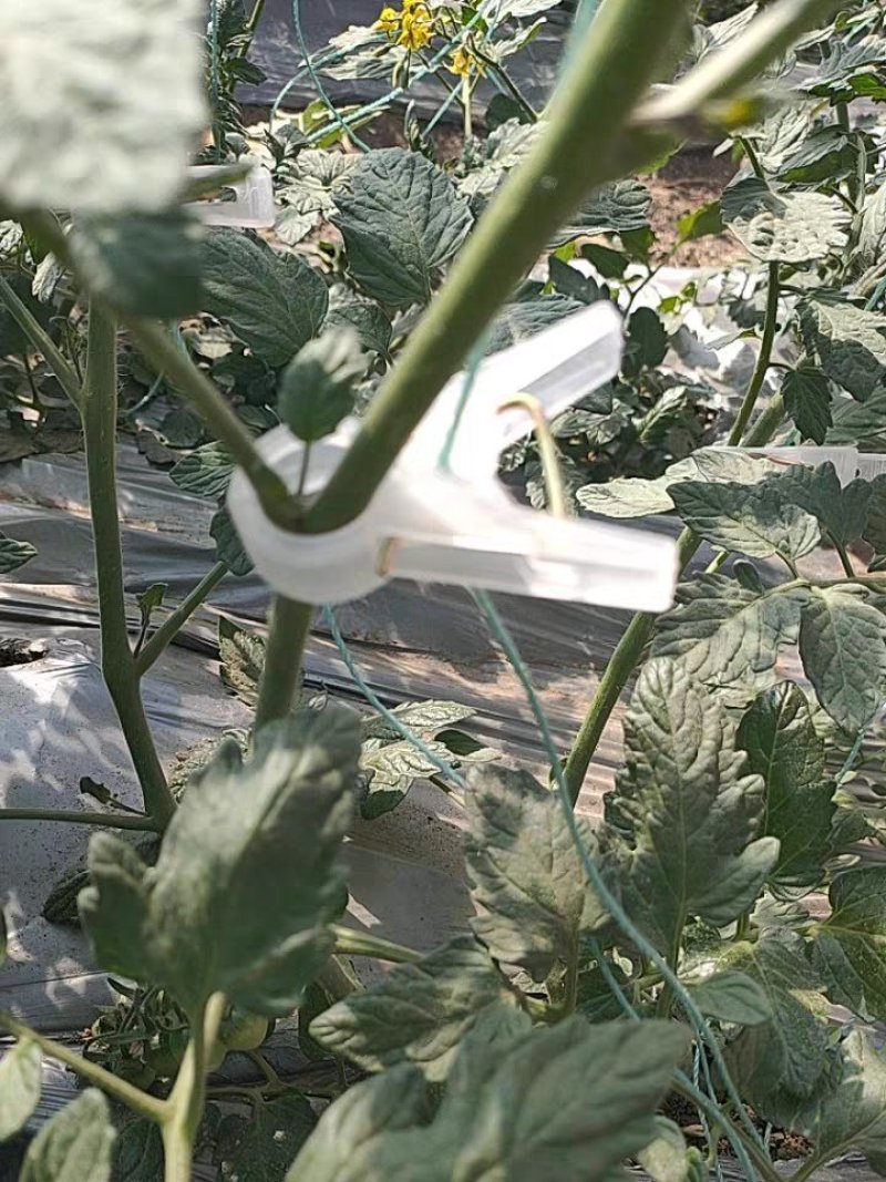 绑秧夹吊秧夹扶蔓夹蔬菜夹子塑料夹子加厚无味抗氧化大棚夹子