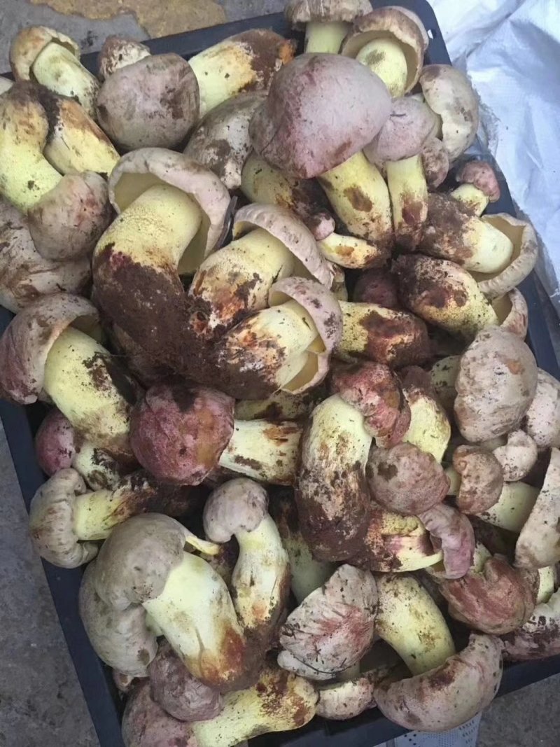 新鲜白葱菌
