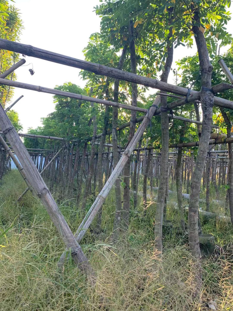 黄槐、黄花槐、粉叶决明、黄槐决明，需要的请联系