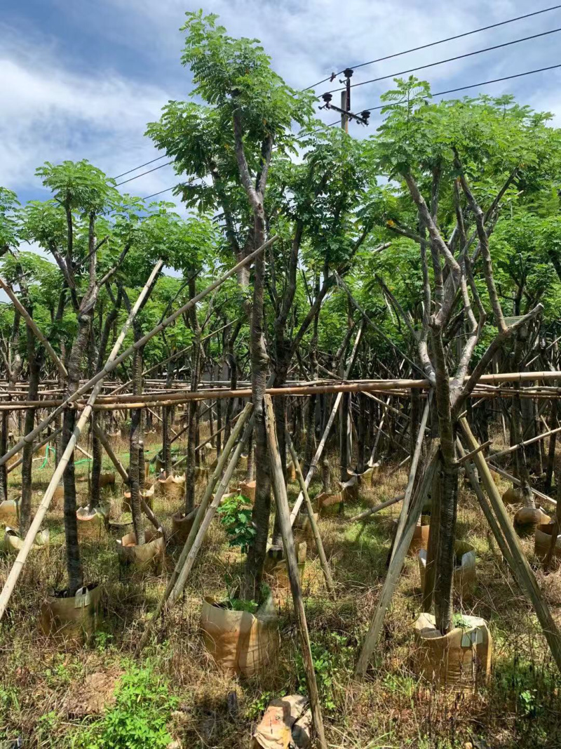黄槐、黄花槐、粉叶决明、黄槐决明，需要的请联系