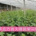 吊秧夹大棚夹子黄瓜番茄西红柿西葫芦夹子农用蔬菜夹子加厚