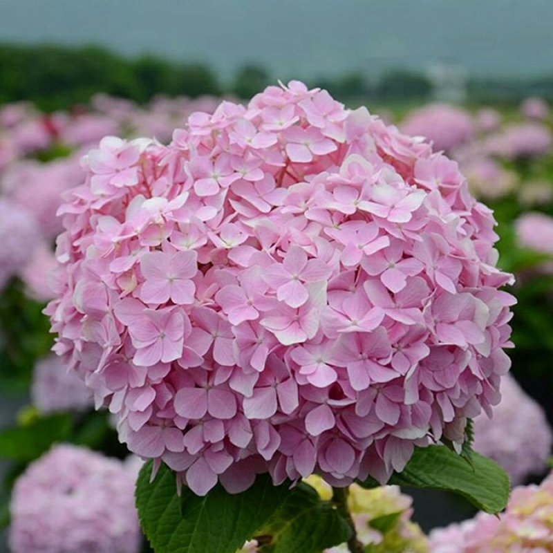绣球大苗现货二十万量大从优本公司常年出售各种玫瑰花小苗，