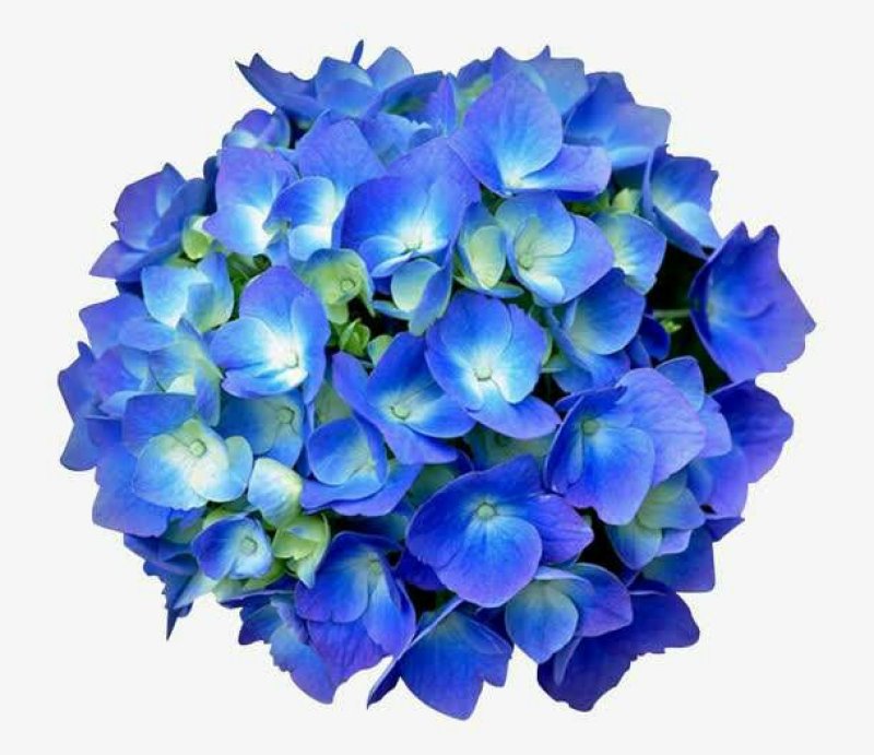 绣球大苗现货二十万量大从优本公司常年出售各种玫瑰花小苗，