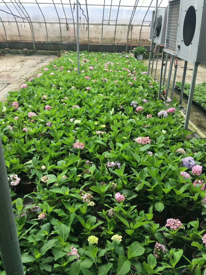 绣球大苗现货二十万量大从优本公司常年出售各种玫瑰花小苗，