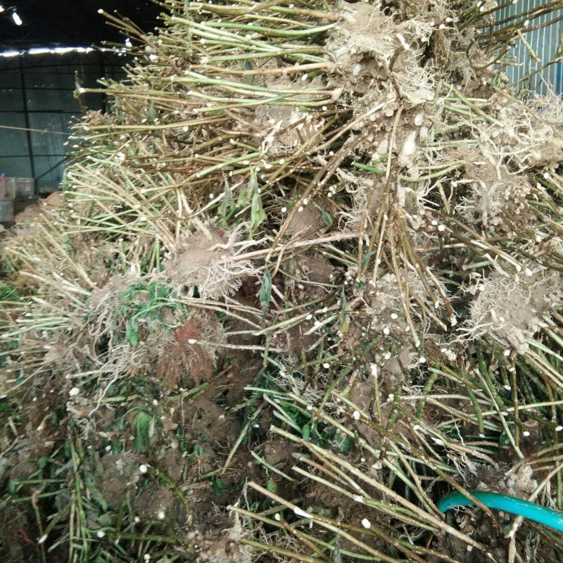 绣球大苗现货二十万量大从优本公司常年出售各种玫瑰花小苗，