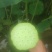2025鲜莲蓬。联红荷花基地大量，红莲子草莲