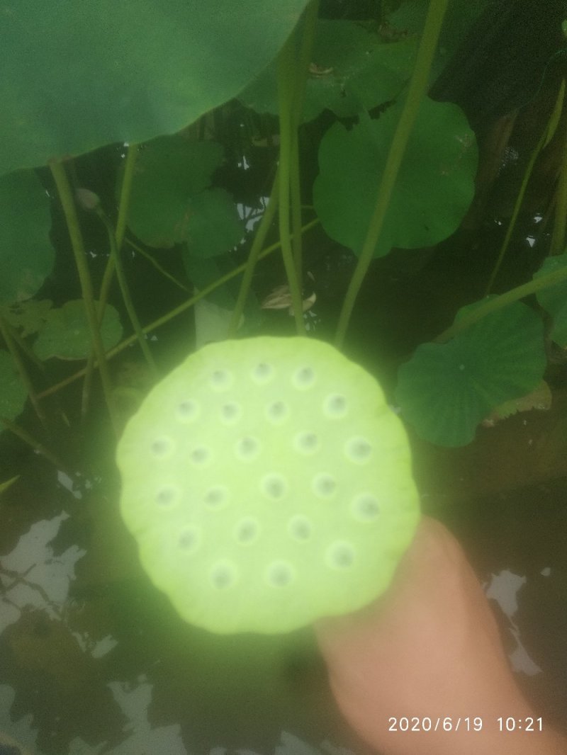 2025鲜莲蓬。联红荷花基地大量，红莲子草莲