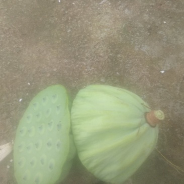 2025鲜莲蓬。联红荷花基地大量，红莲子草莲